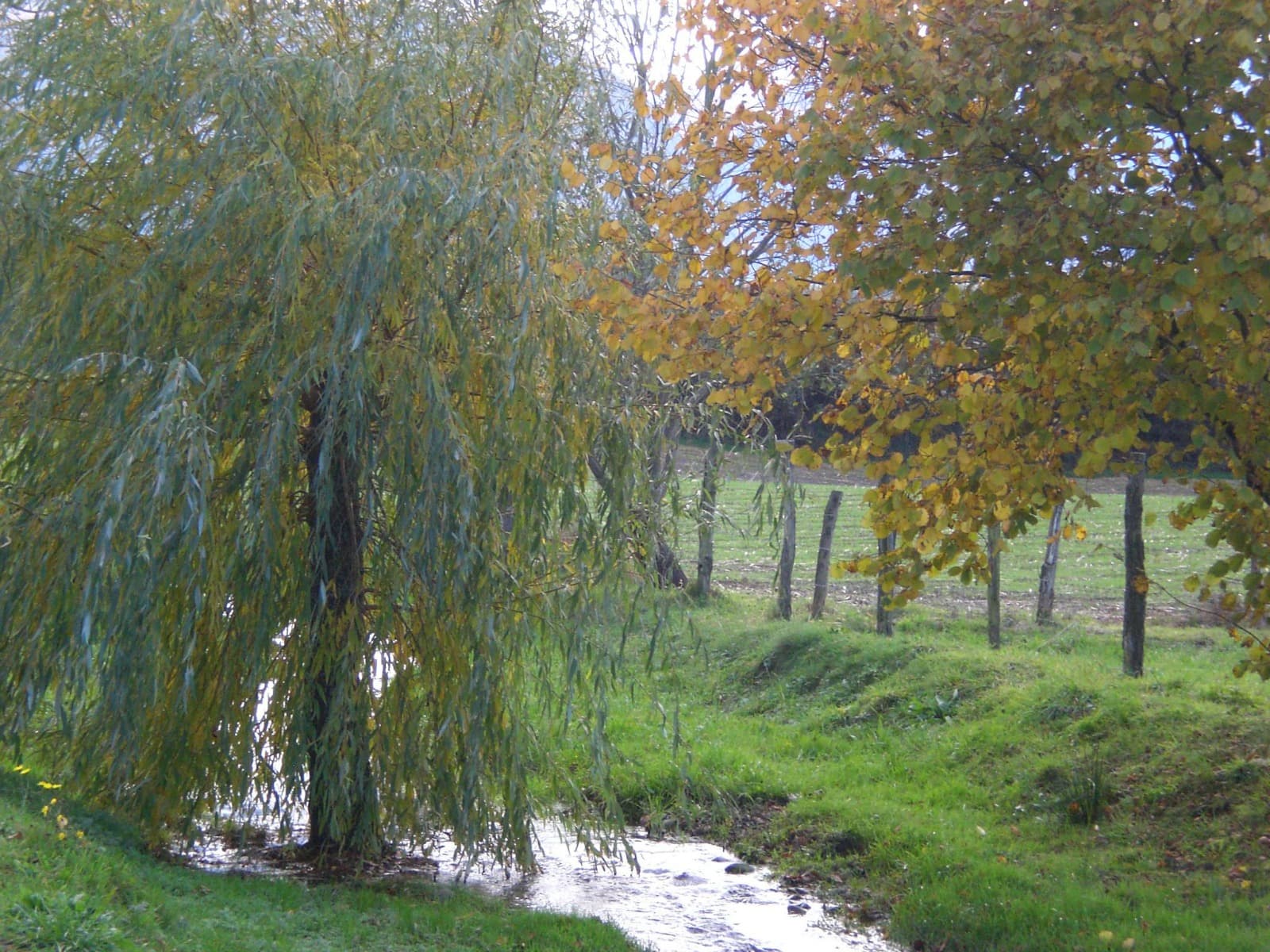 Le Labrit - Ruisseau