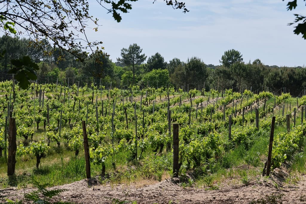 Le Vignoble_DomainedelaPointe_OTILAS