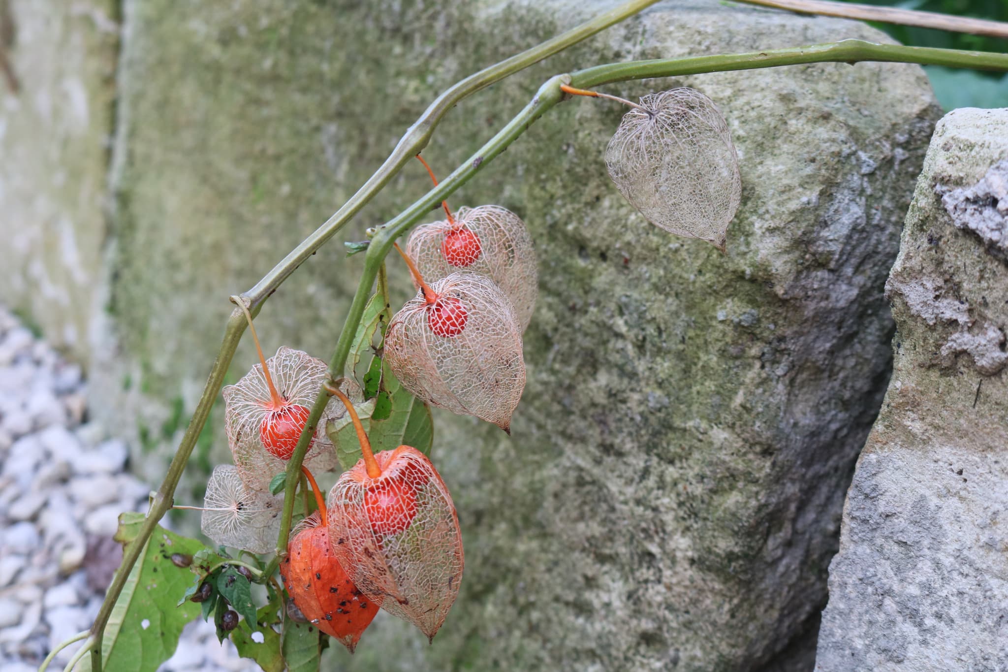 Le jardin