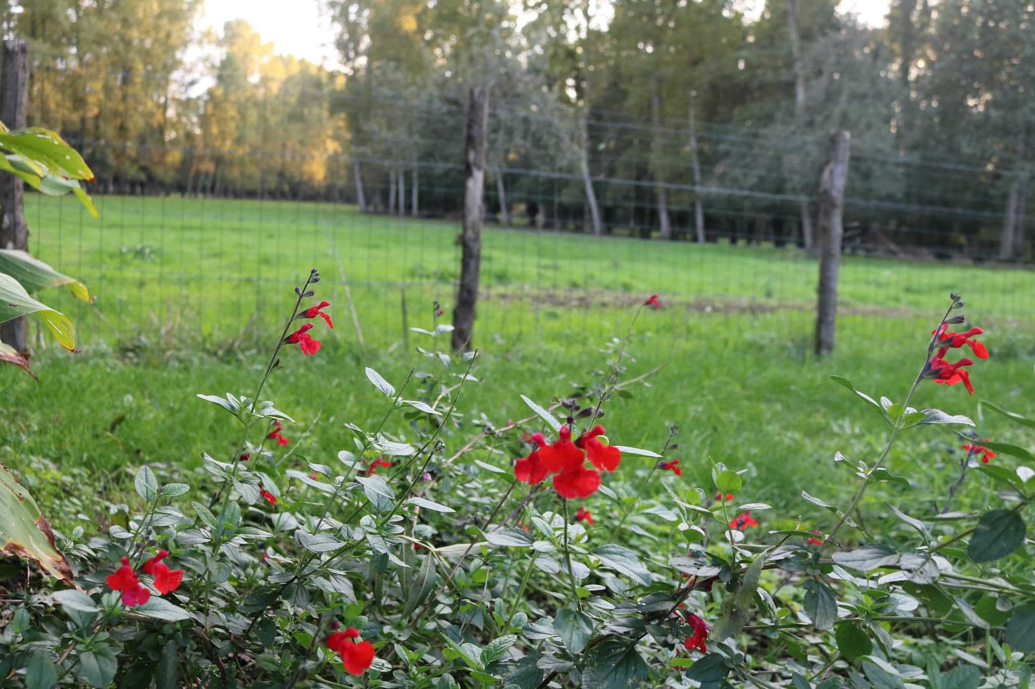 Le jardin