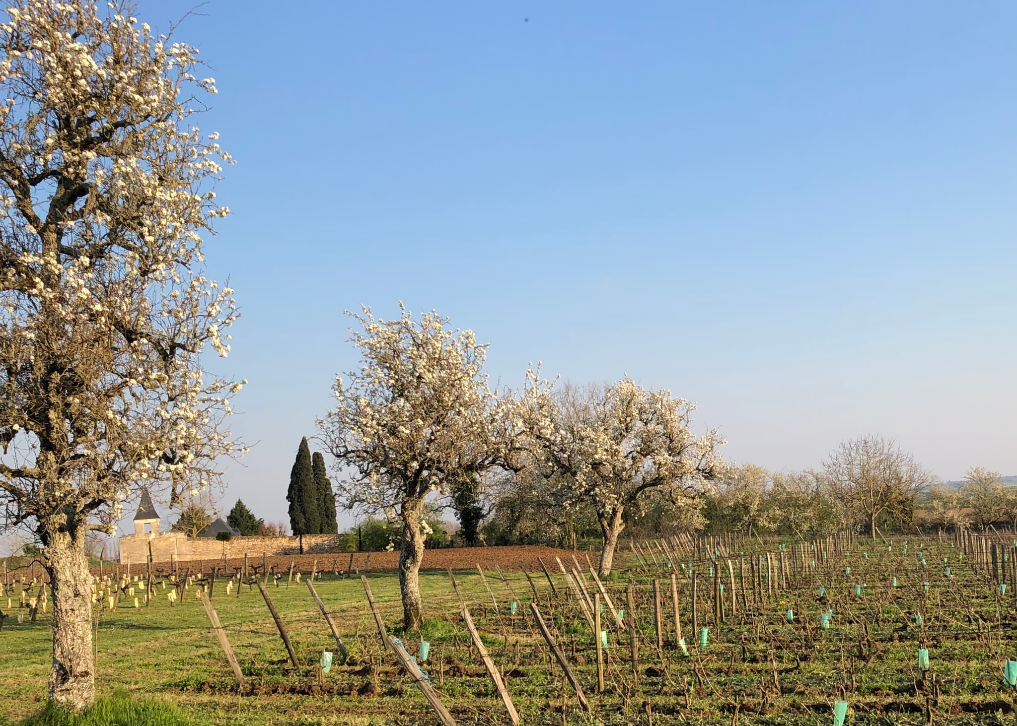 Terres blanches Viticulteur Vins bio degustation Oiron Plaine Vallees Thouarsais