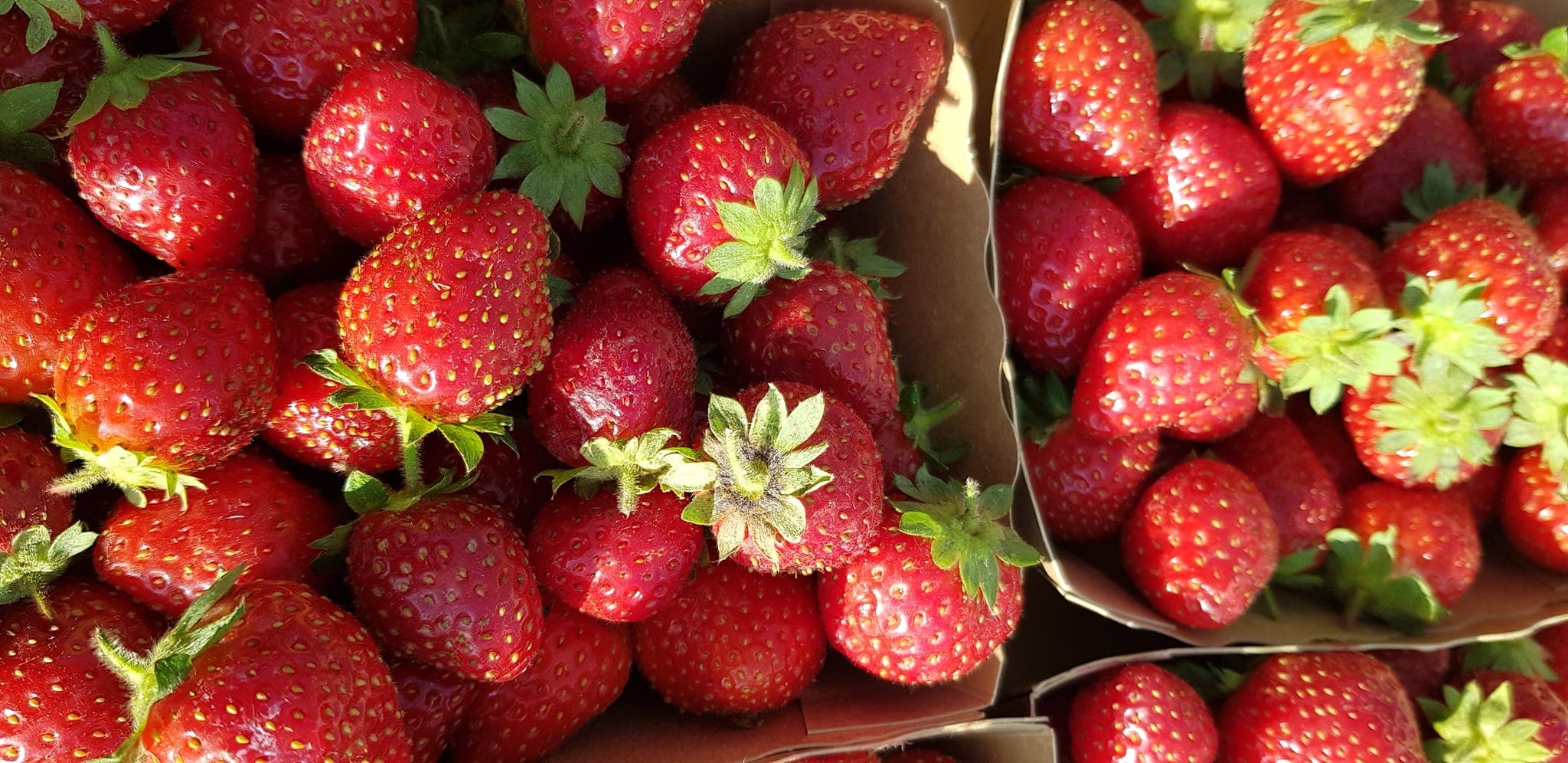 Les Fraises de Marine et Pierre2