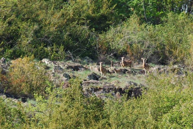 Les MouflonsS