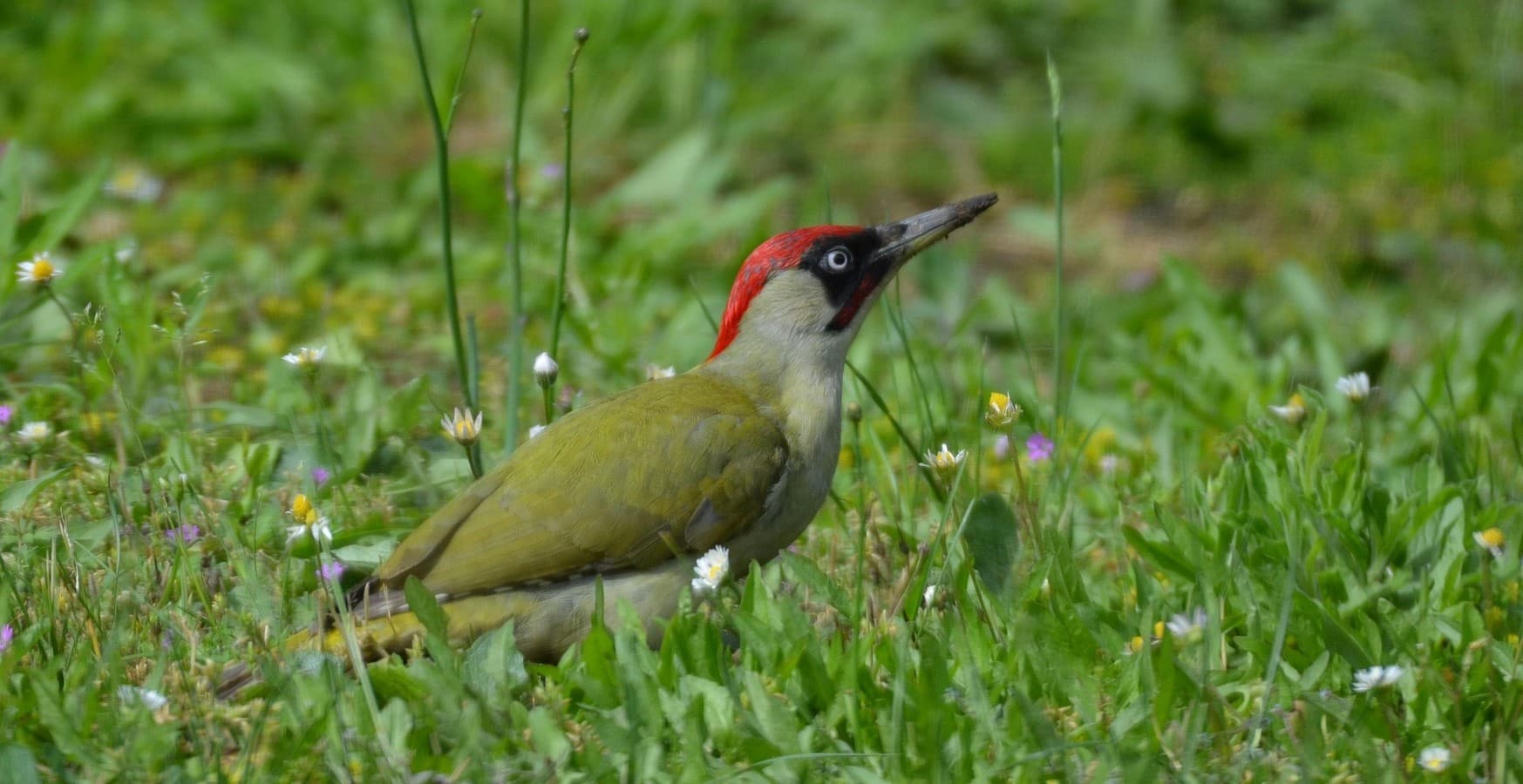 Les oiseaux du Parc Beaumont