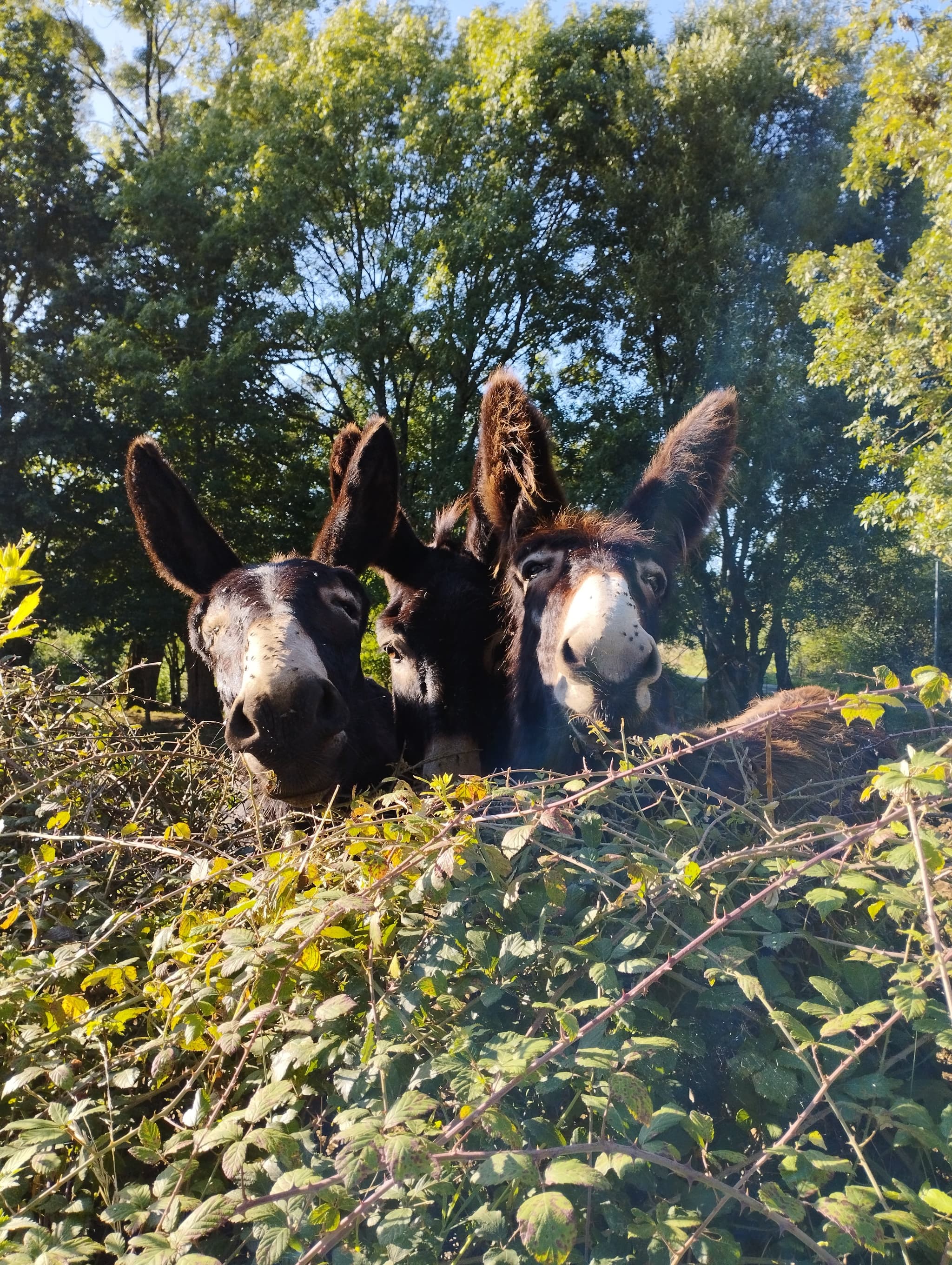 Lulue, Marcus et Kermesse