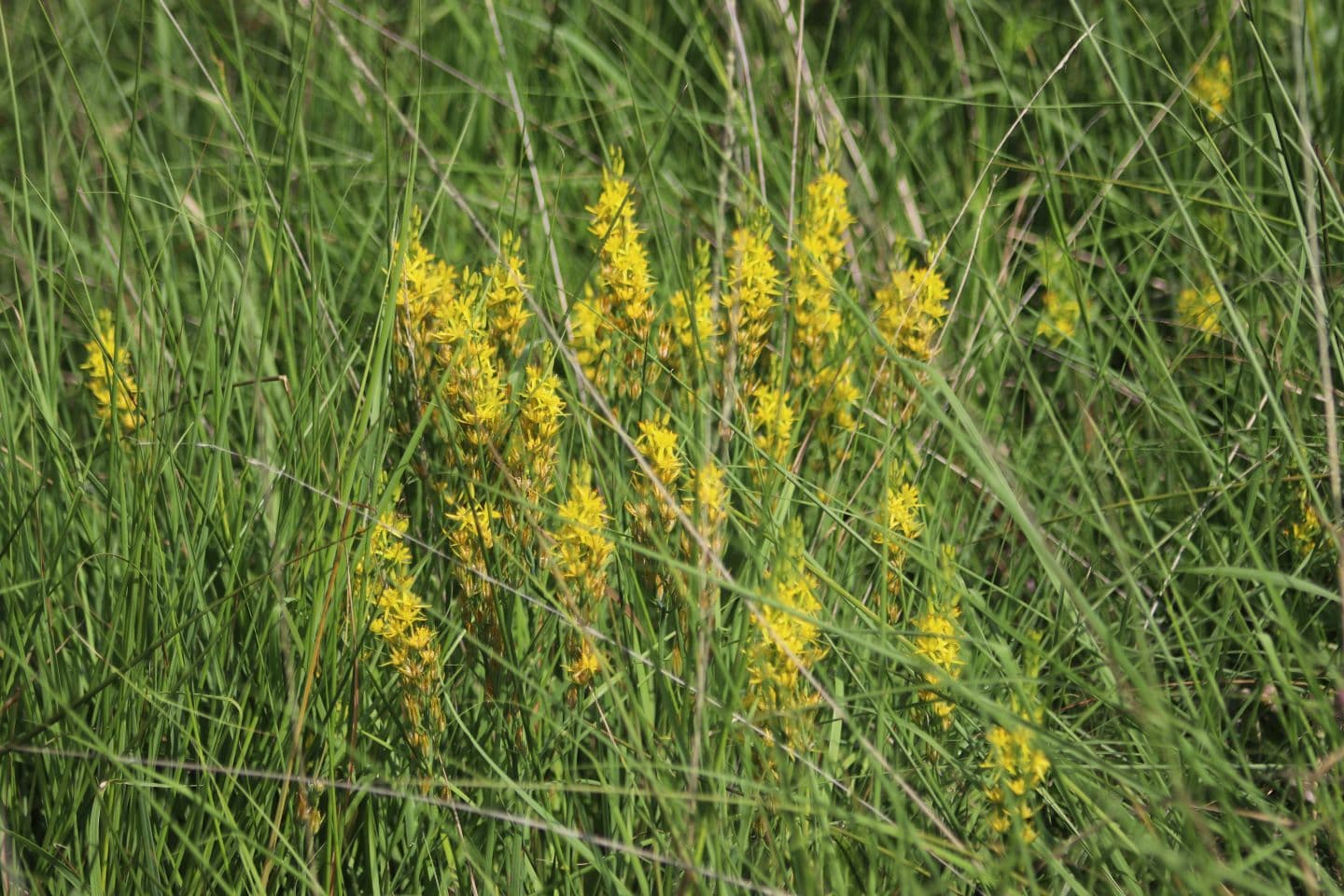 Landes humides bois de la Seube Mazerolles 3