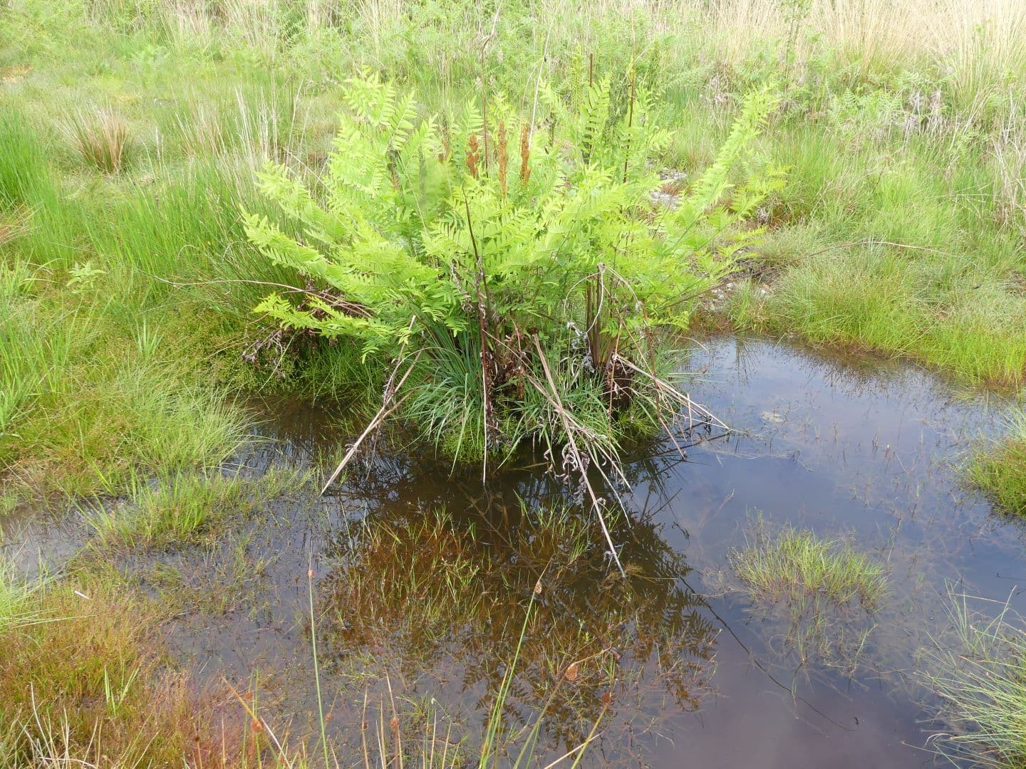 Landes humides bois de la Seube Mazerolles