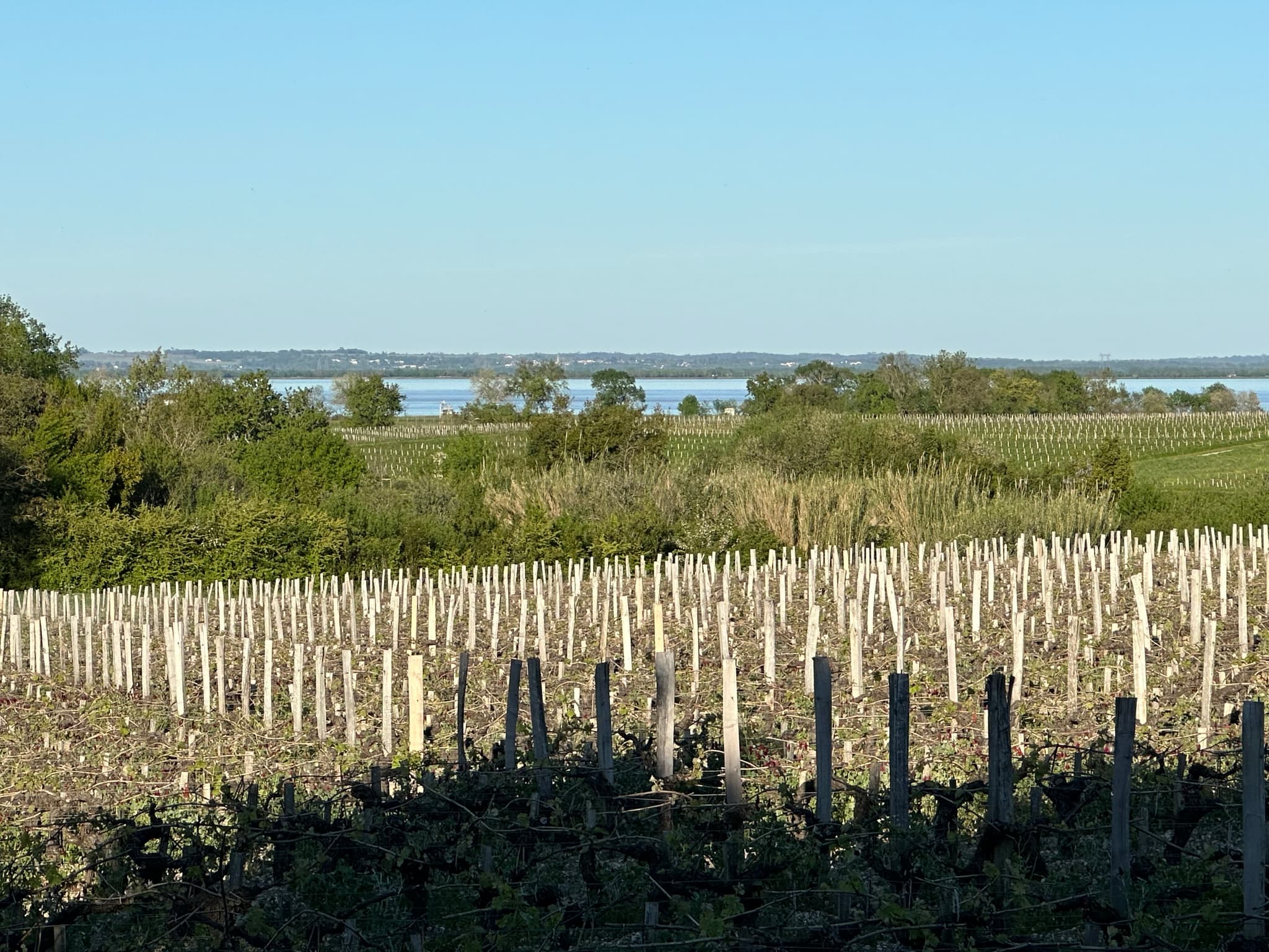 MAISON JEROBOAM_Vue estuaire
