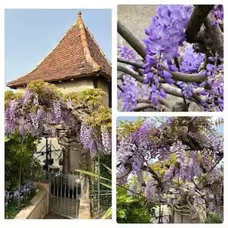 MAISON-LAPEYRE-PIGEONNIER-GLYCINE