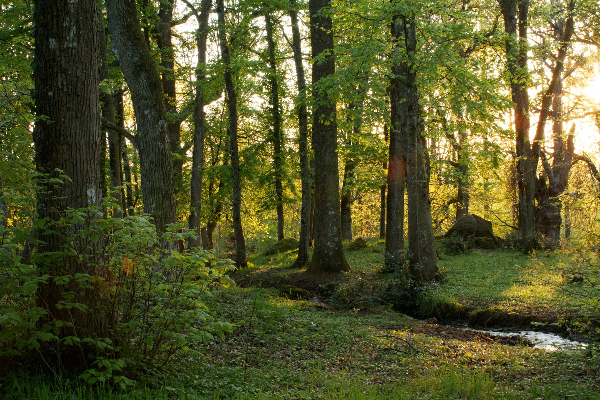 Ambiance de sous-bois