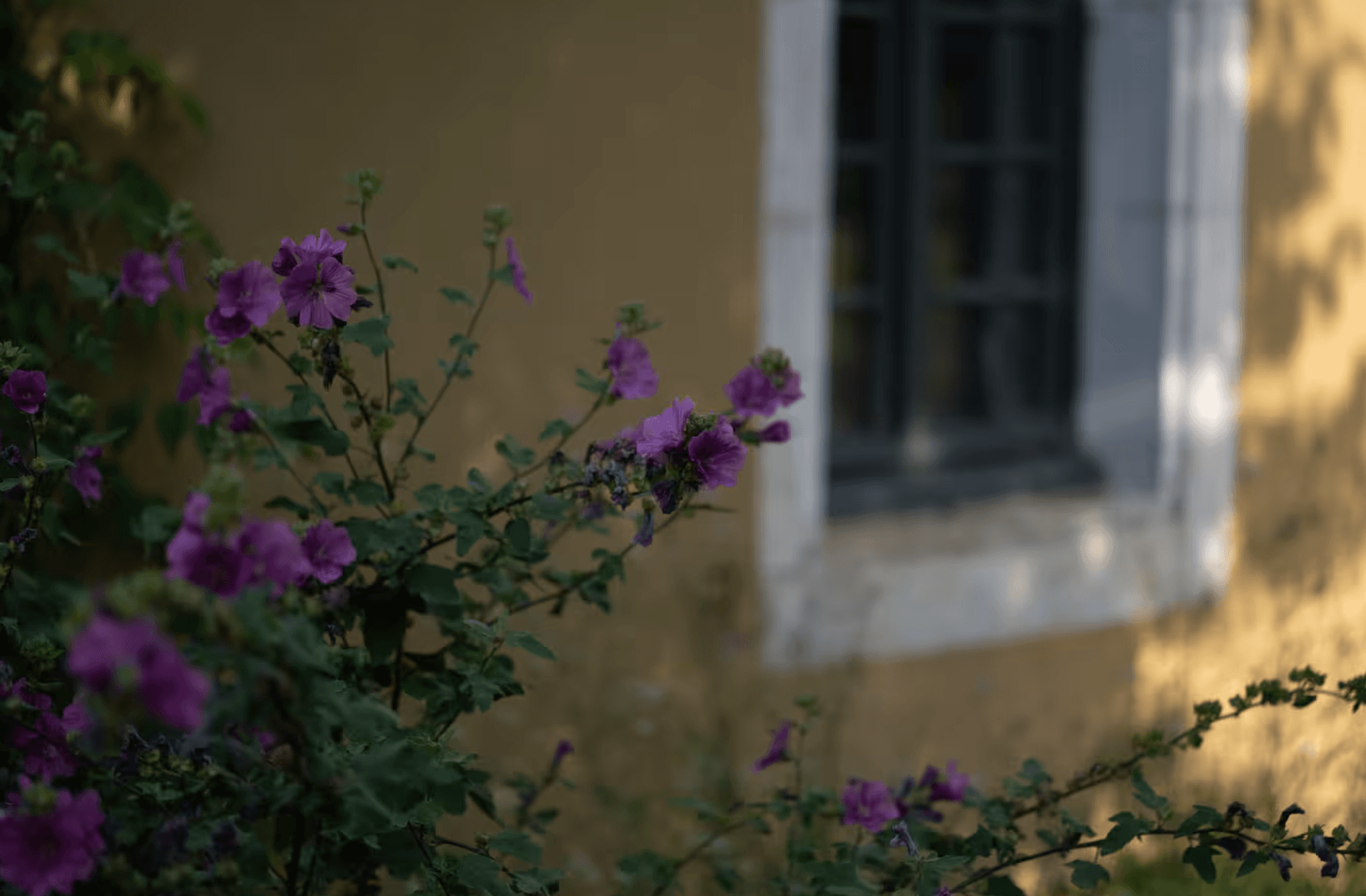 Maison Mirabelle Gamarde