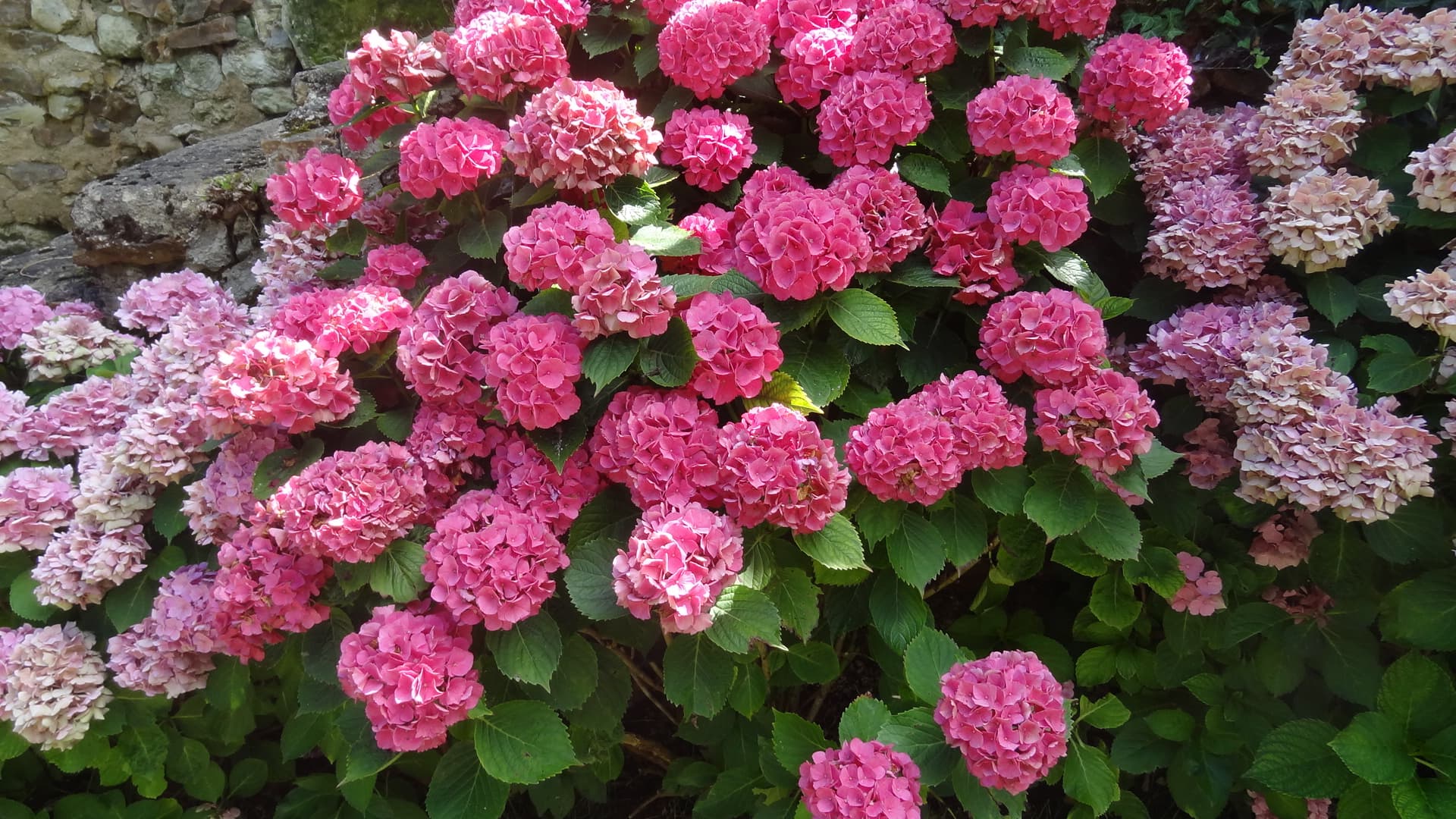 Massif de fleurs