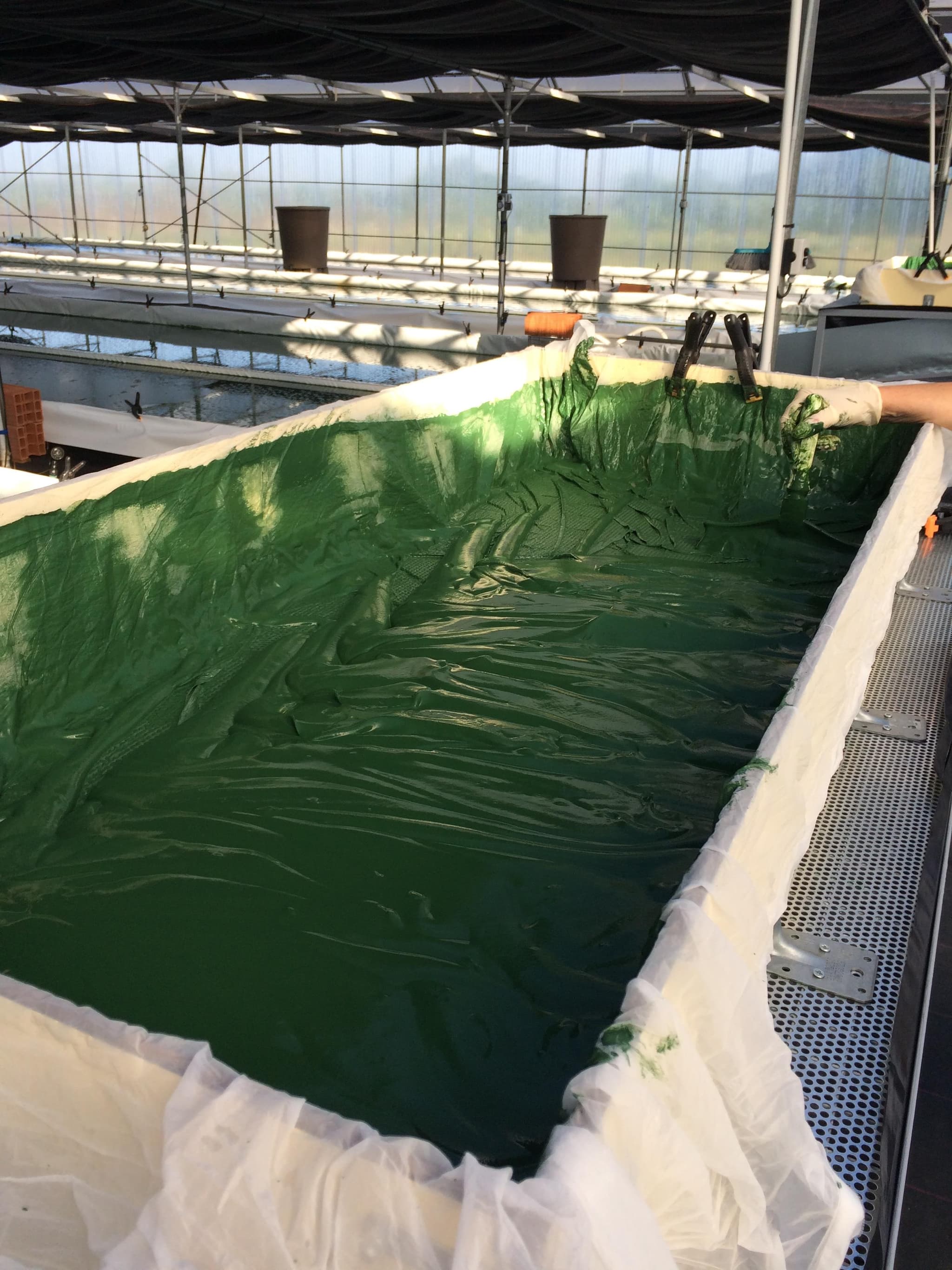 Médoc Micro Algues - Spiruline Pointe Argent5
