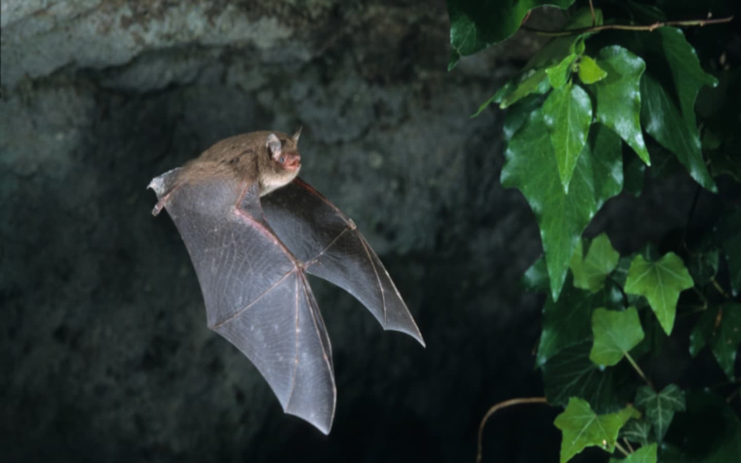 Mendi Gaiak Chauve-souris 1440x900