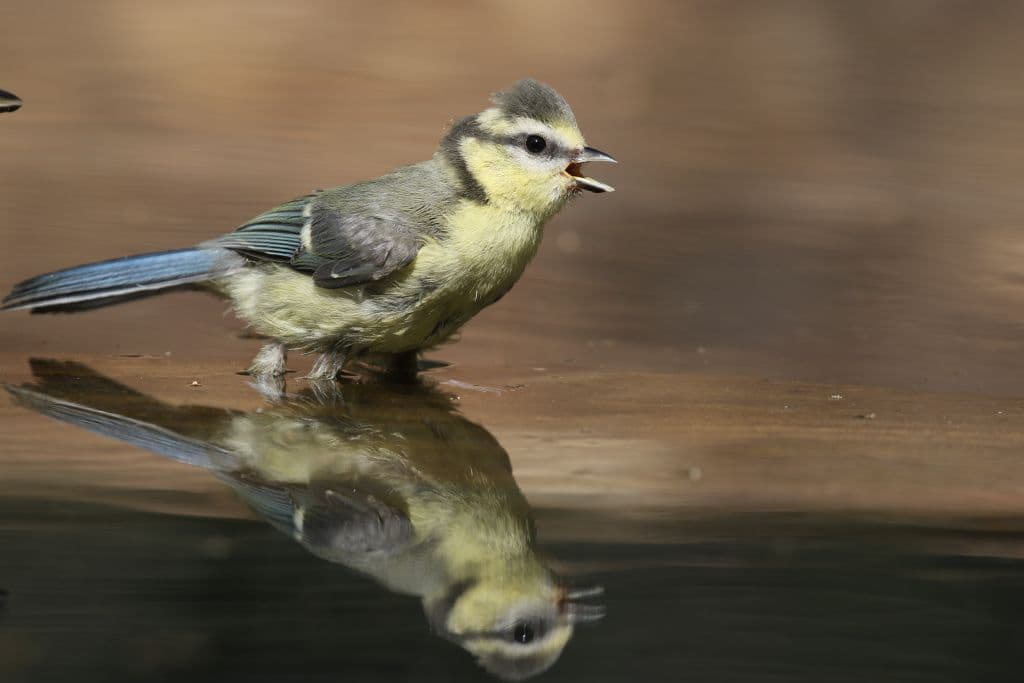 Mésange bleue