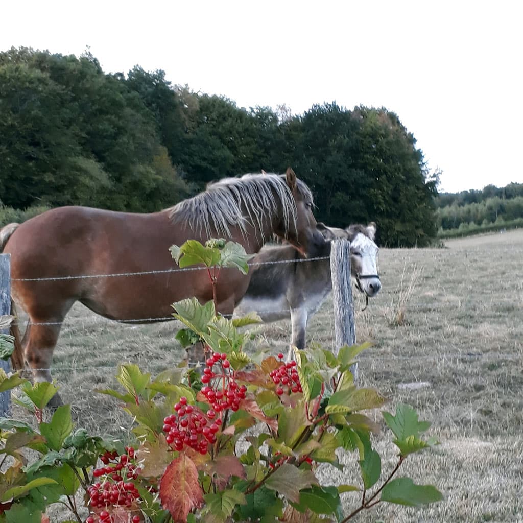 Meublé de Tourisme Colline d'Arsac_16