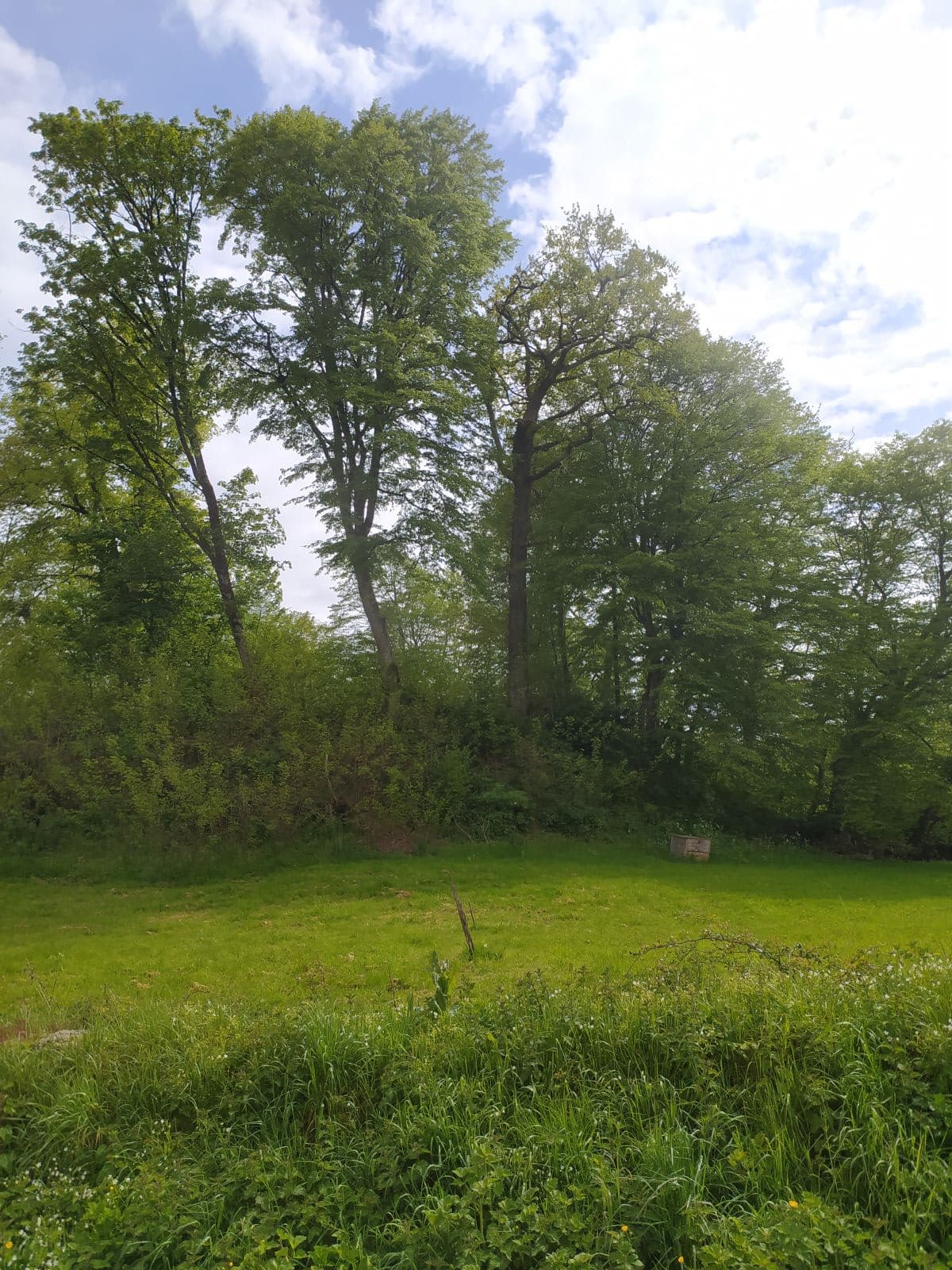 Motte féodale