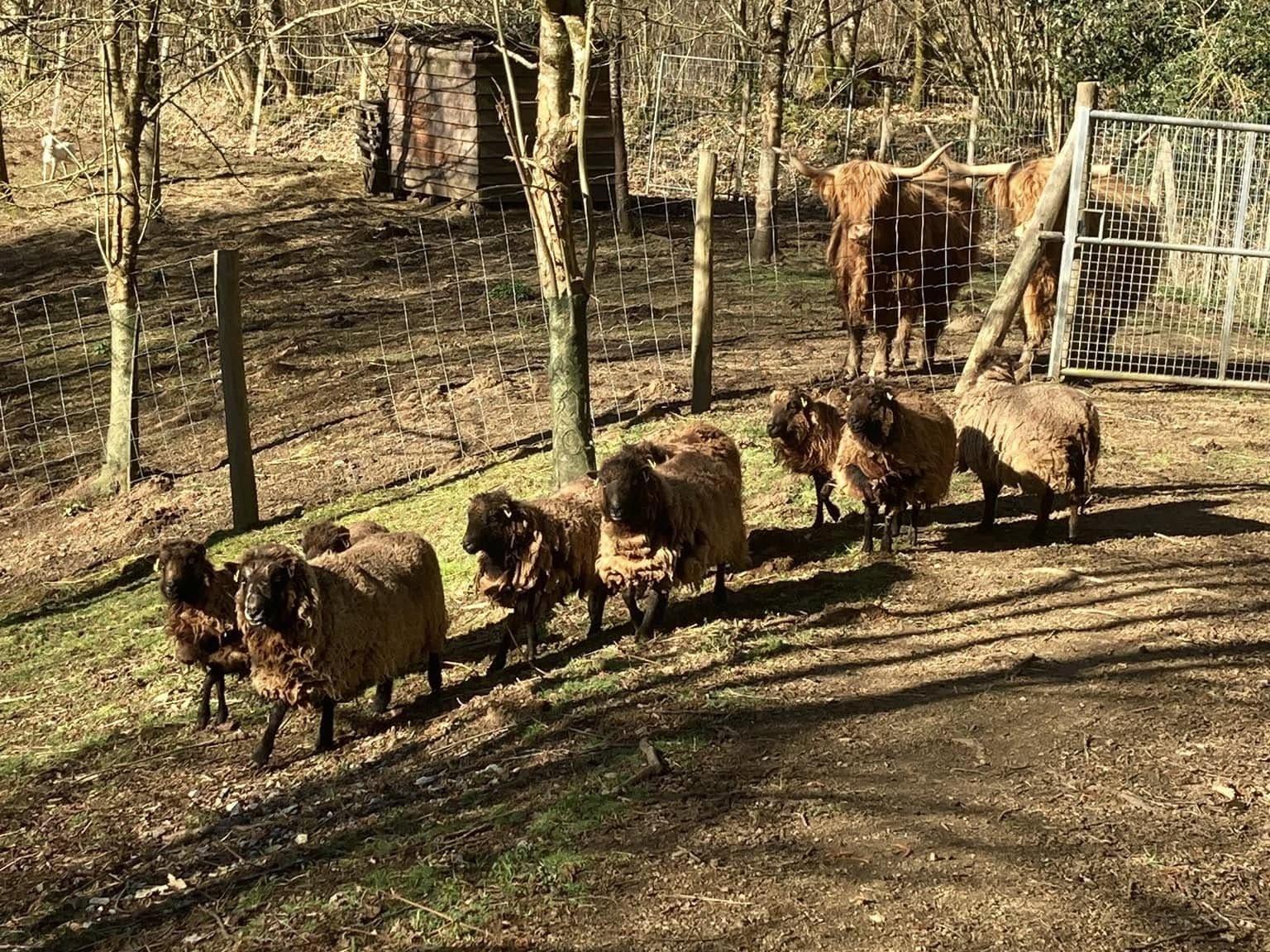 Moutons et vaches