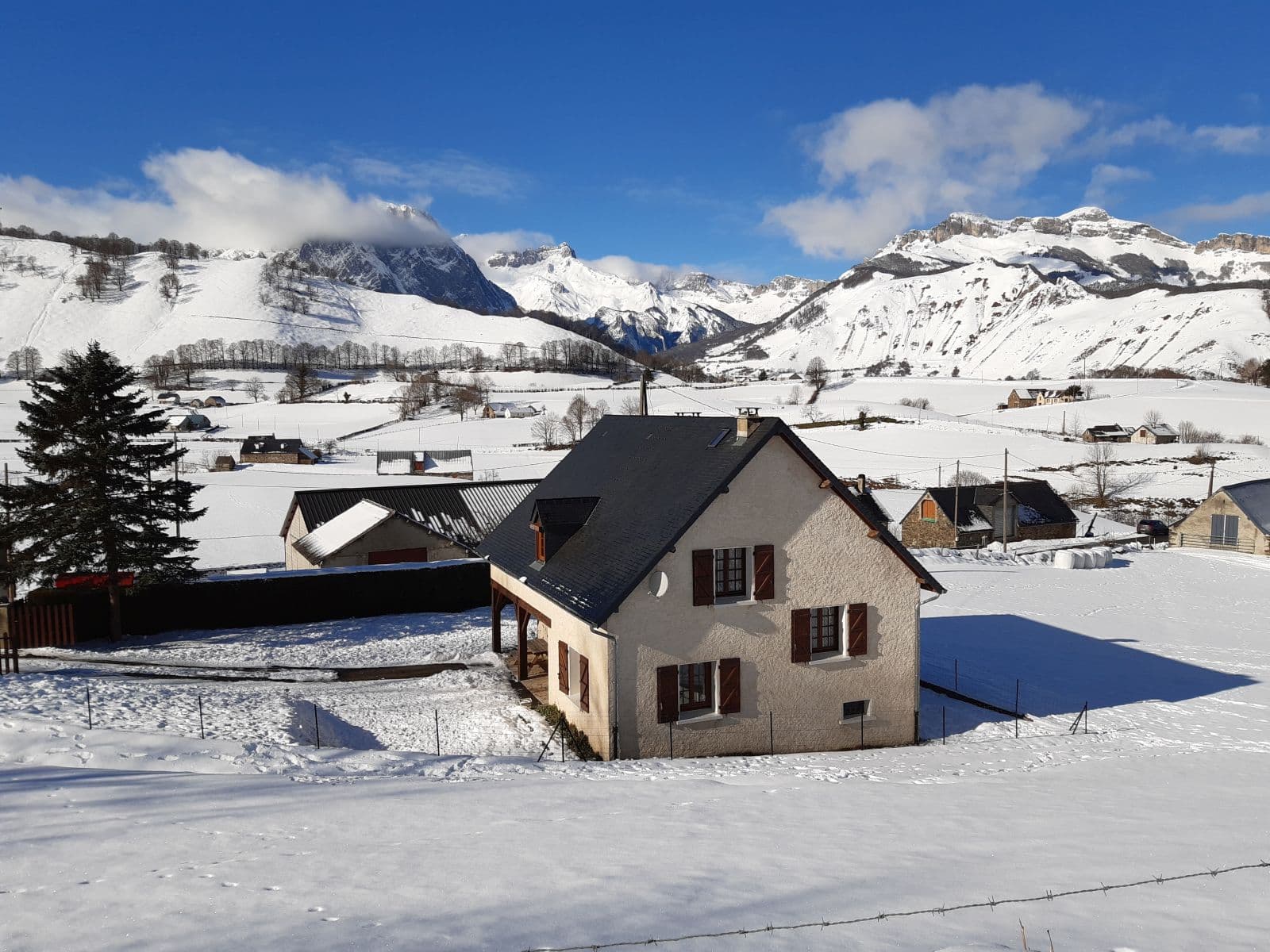 Les Genêts sous la neige