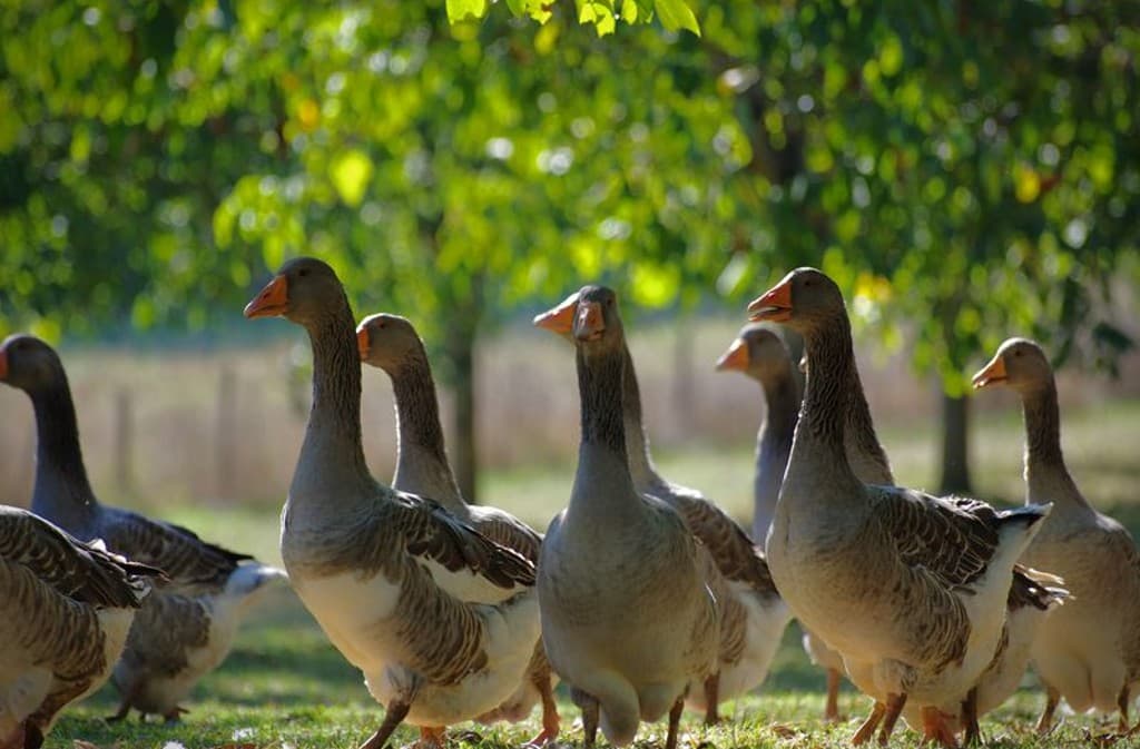 Domaine de Barbe