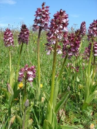 Orchidées sauvages
