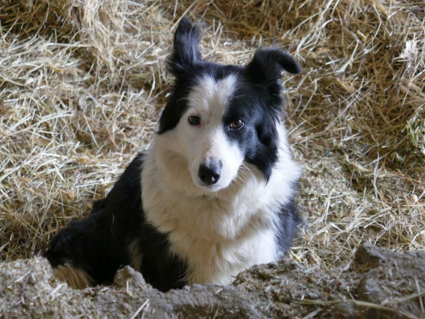Chien de berger Las Arradits Bournos