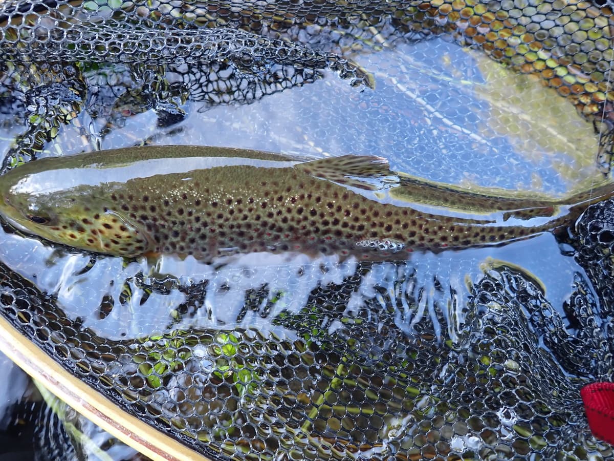 Poisson pêche 2