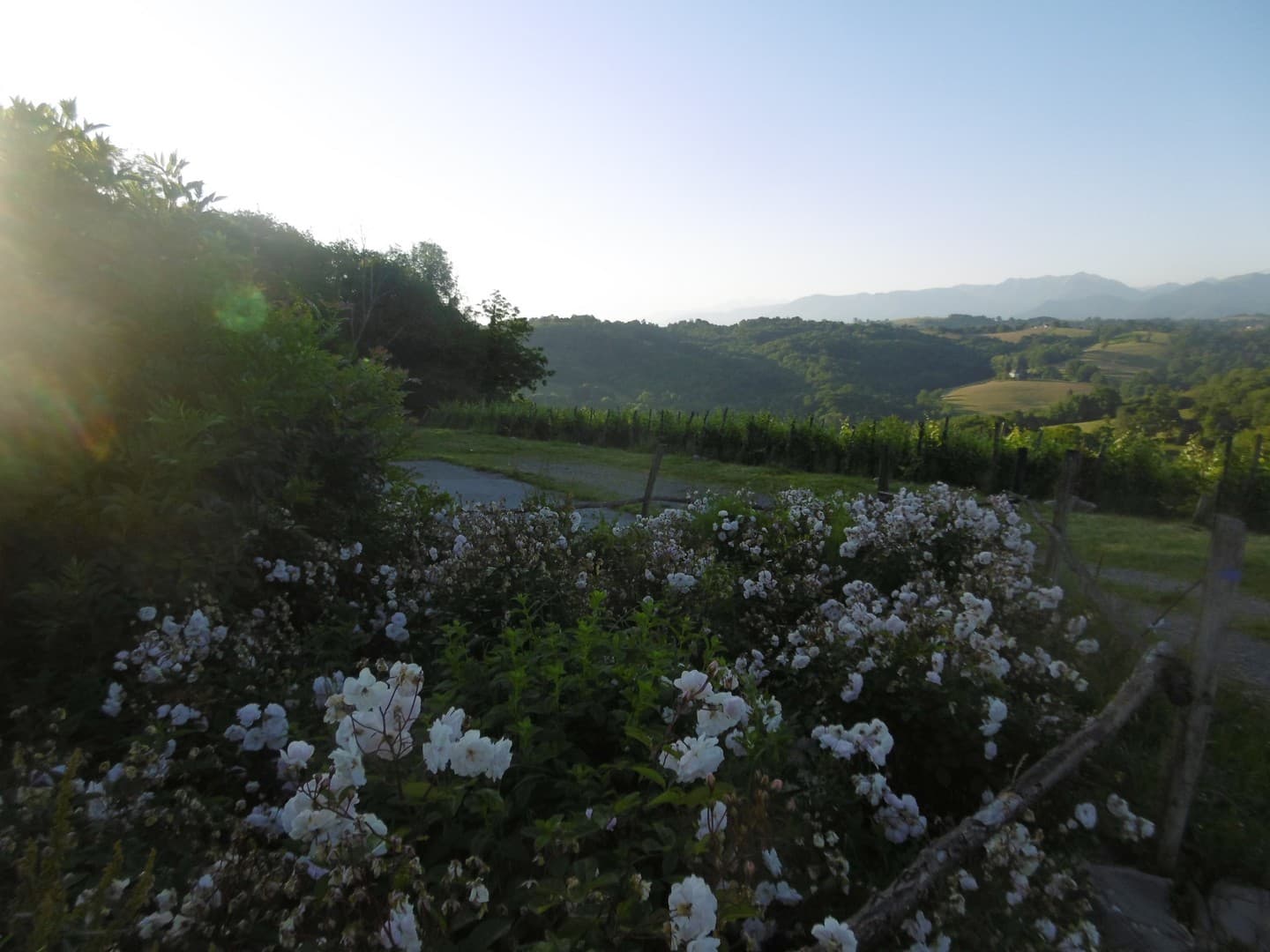 Domaine Latapy - Gan - fleurs