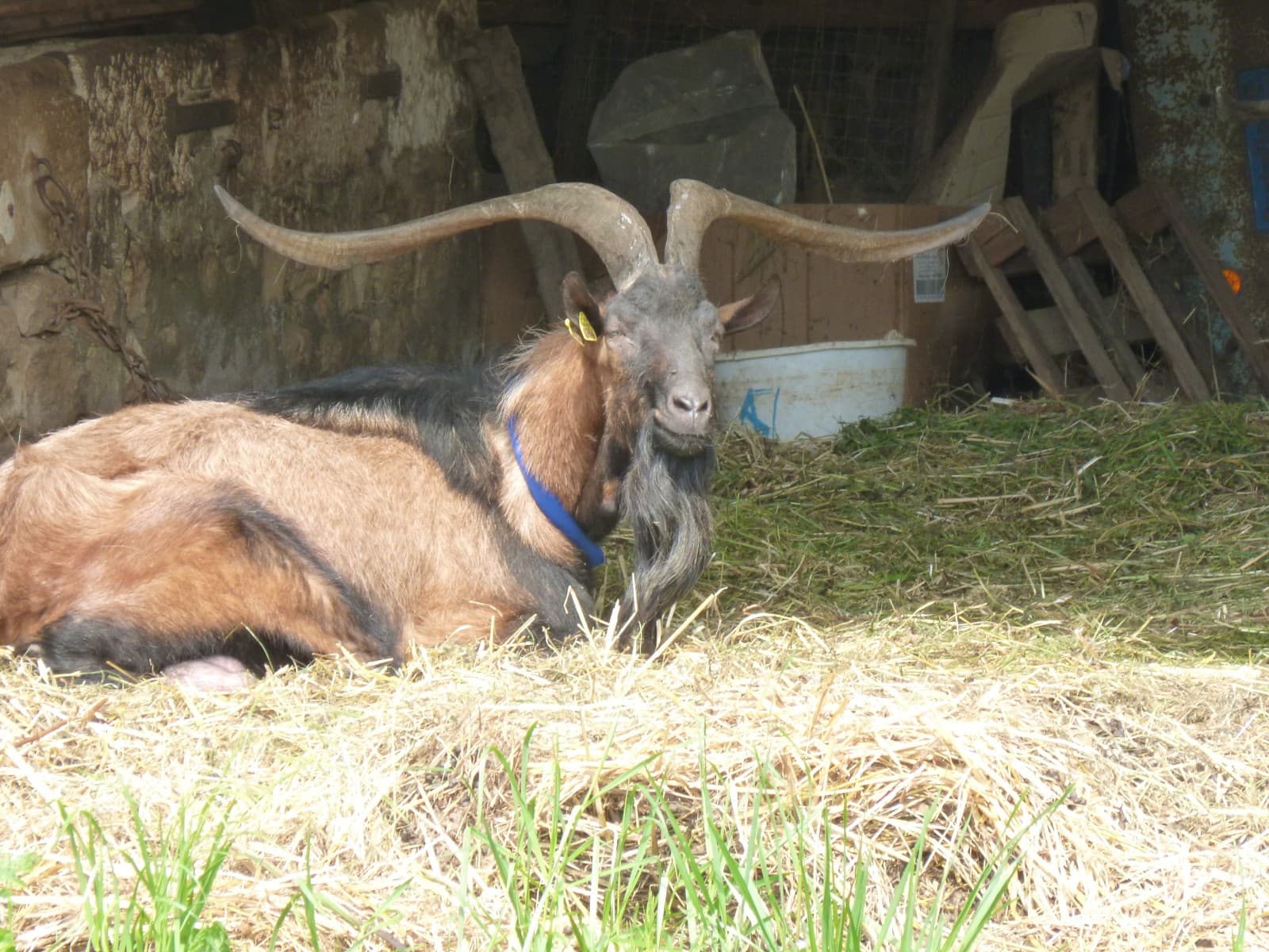 bouc