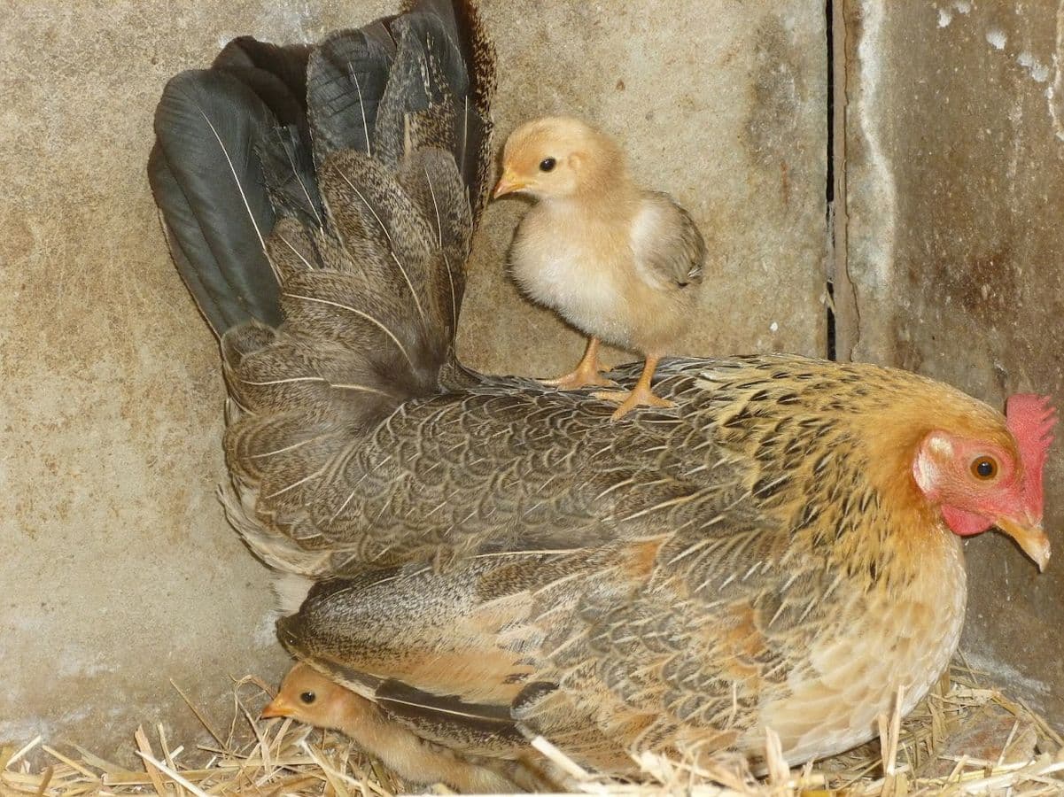 Volaille de la ferme