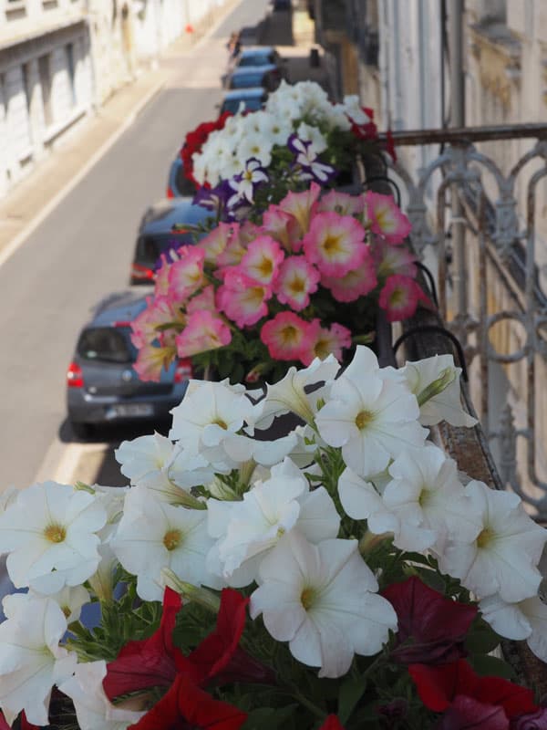 Fleur coté rue - Le Cerisier