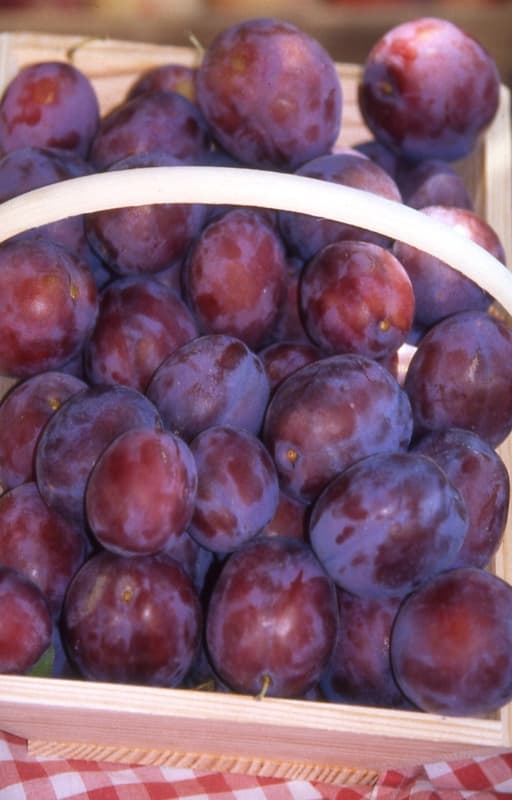 PANIER DE PRUNES POUR JOCAL 600x800