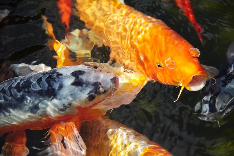 POISSONS