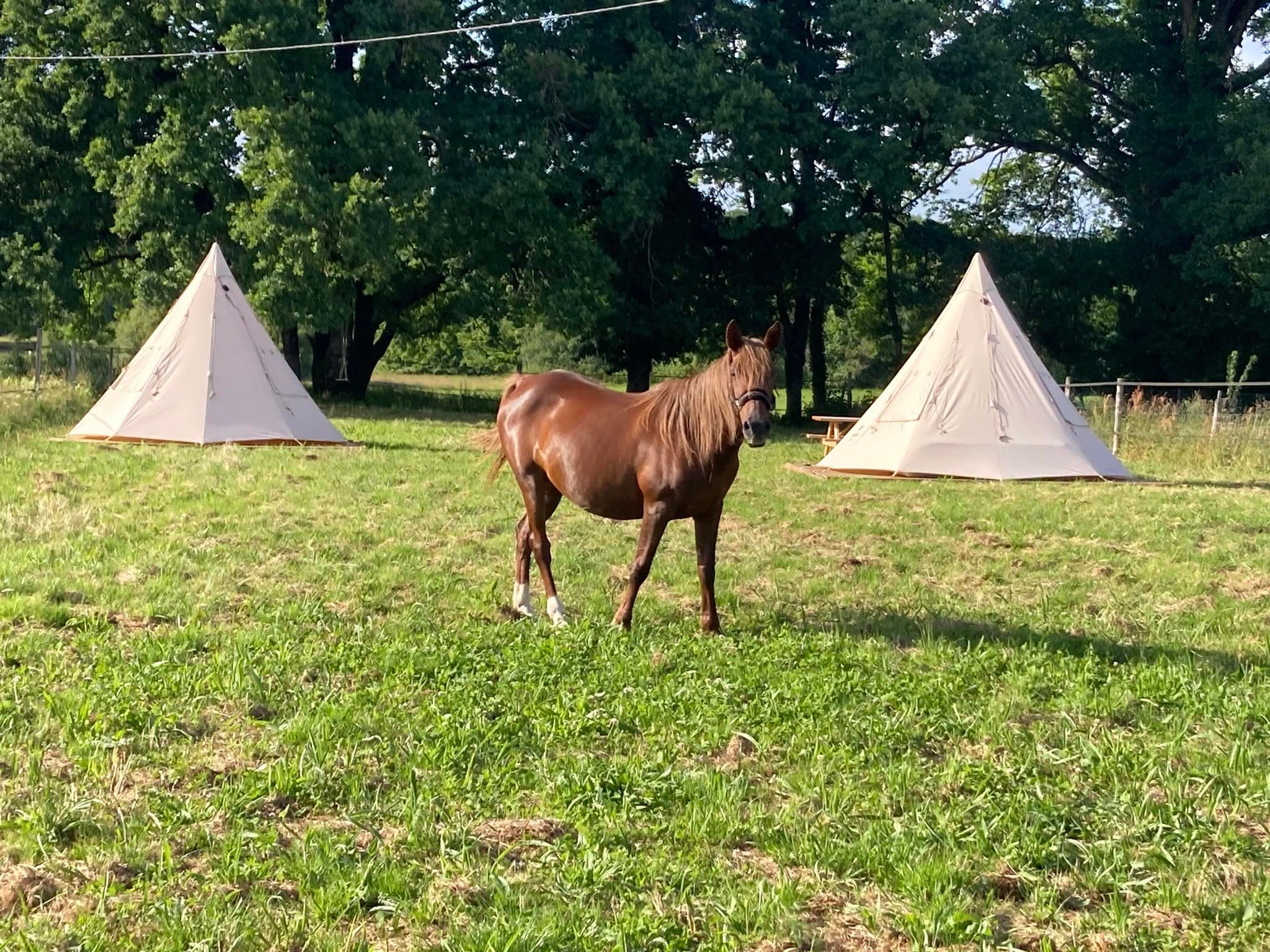 Paddock de Pearl2