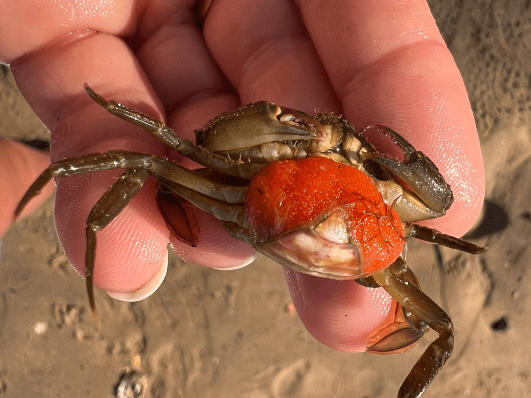 Pêche à pied Enfant Madame Plante_Vieux-Boucau_Landes Atlantique Sud
