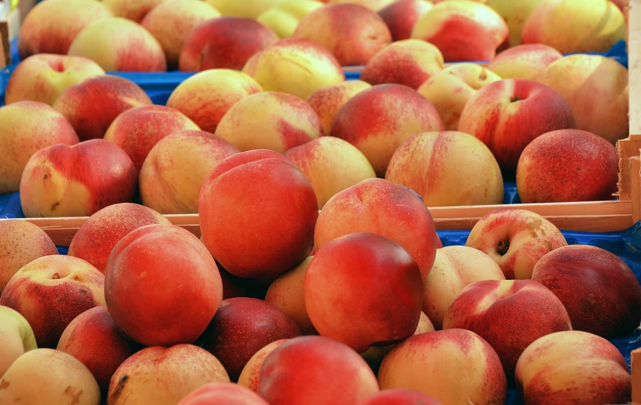 Pêches marchés