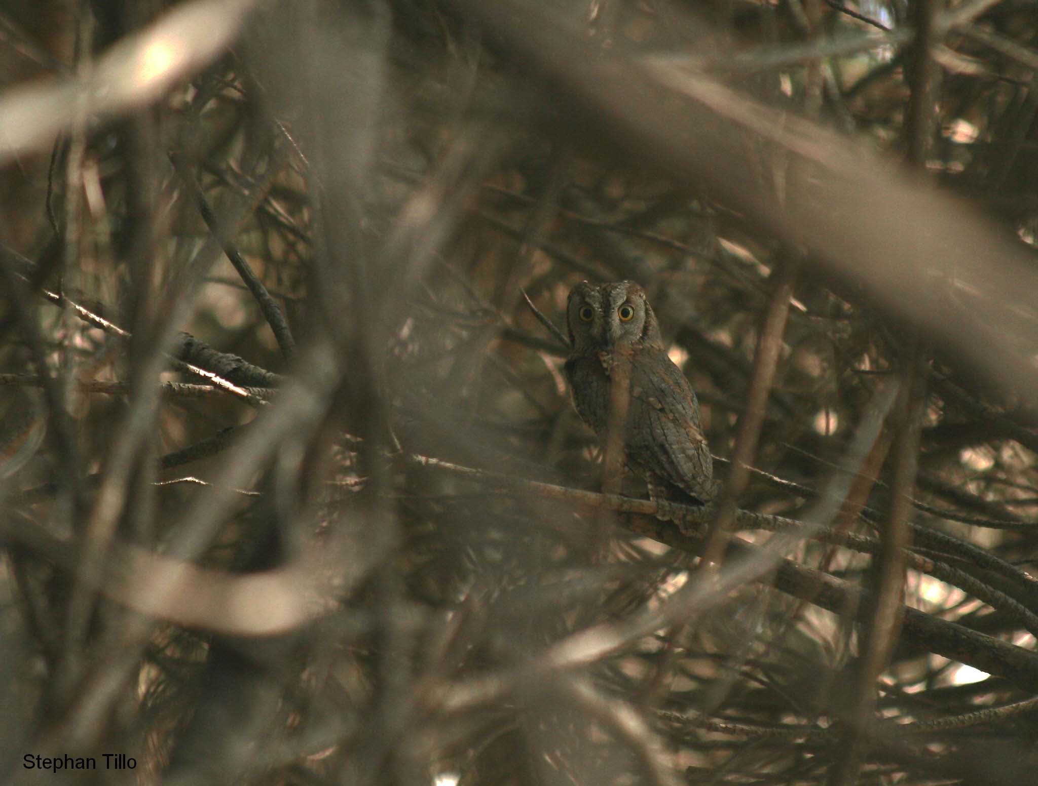 Le petit-duc Scops est sans doute plus présent qu'on ne le pense, mais tellement discret!
