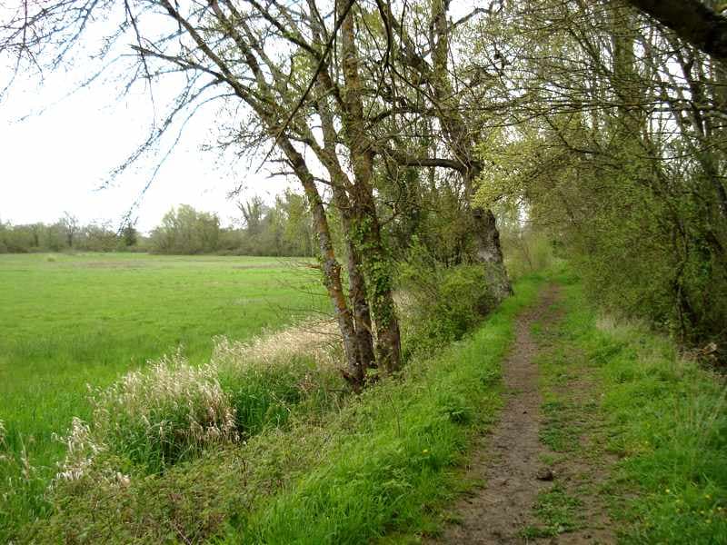 Petit sentier en bordure du fleuve