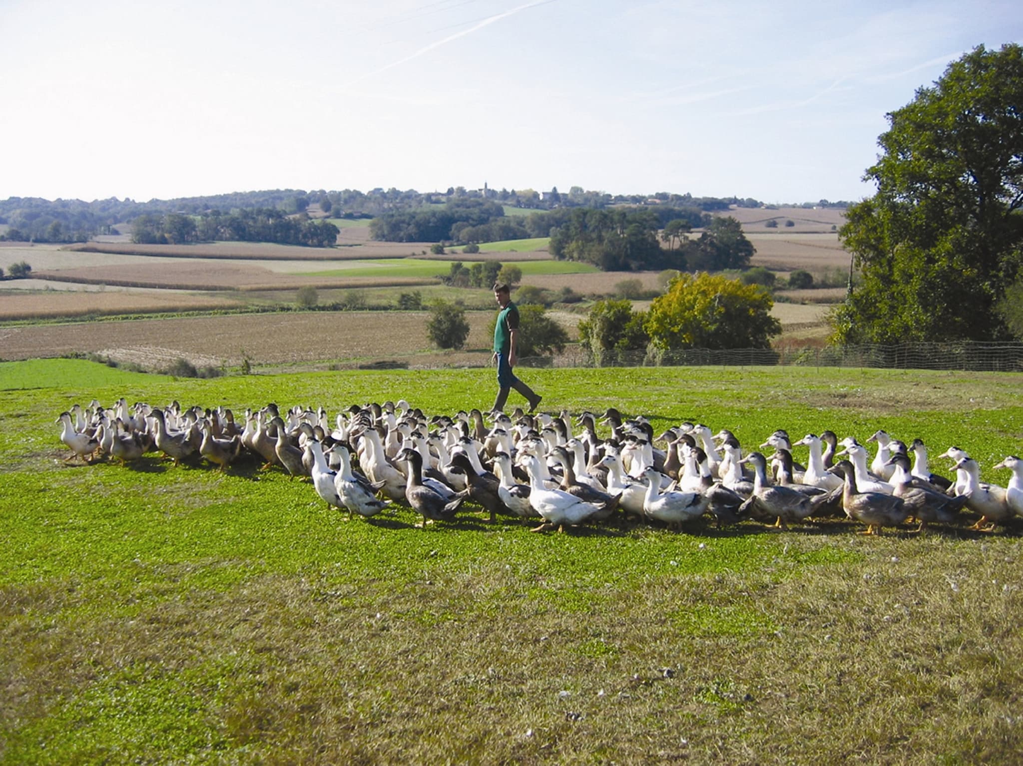 Canards
