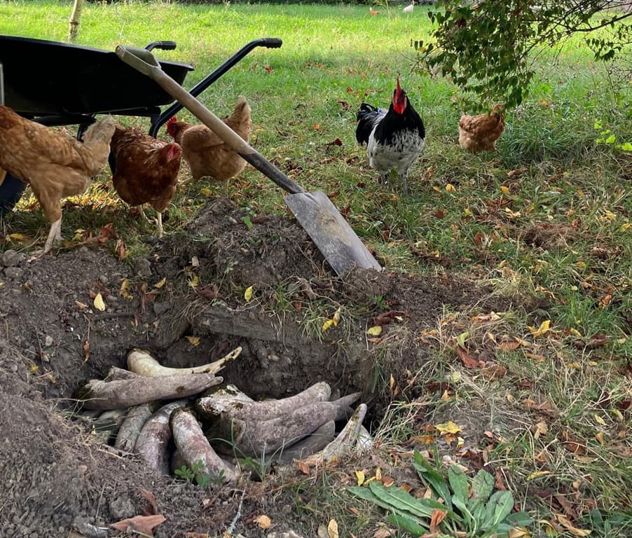 Château Chelivette poules