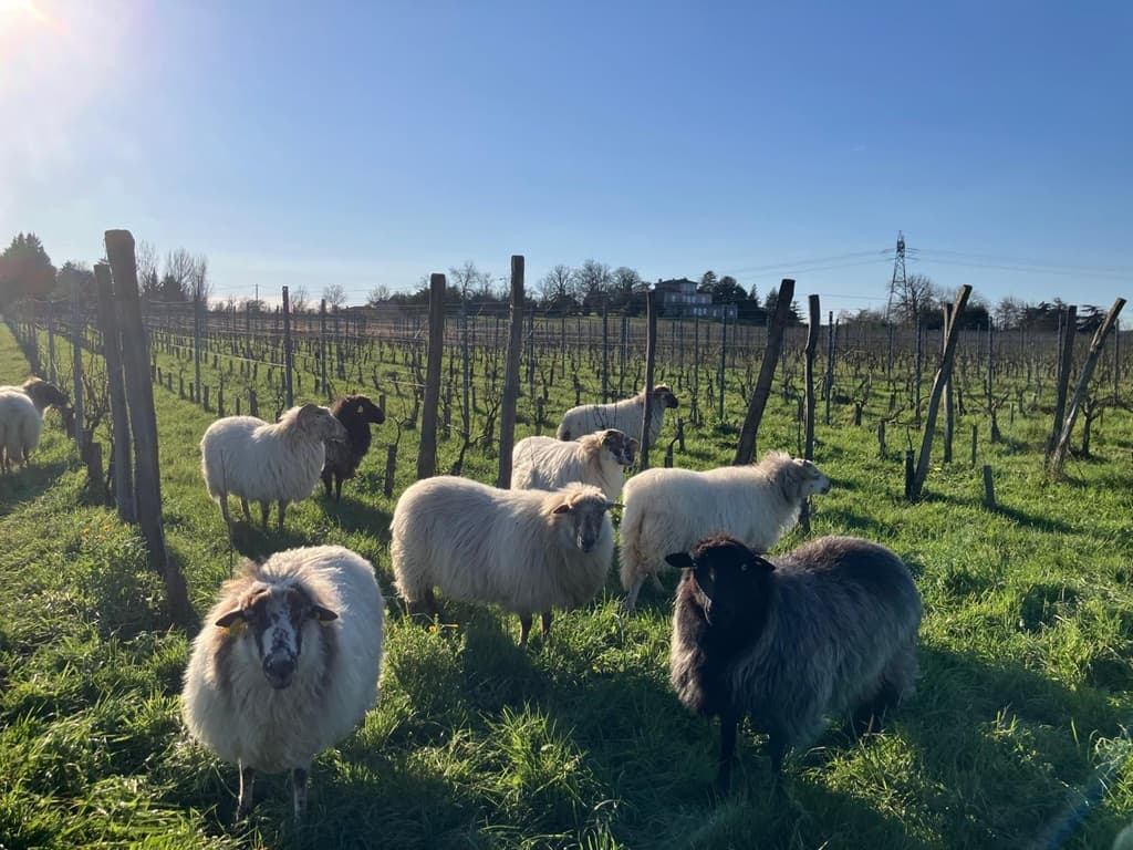 Château Chelivette moutons