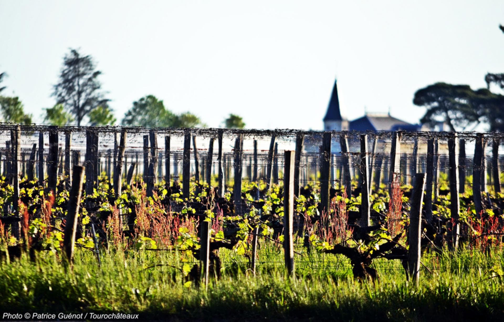 Picture1Bordo
