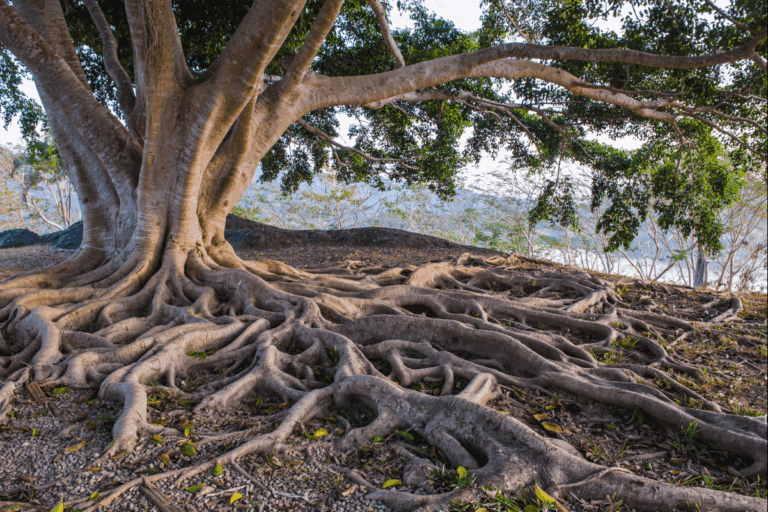 Playlist Arbres et nature
