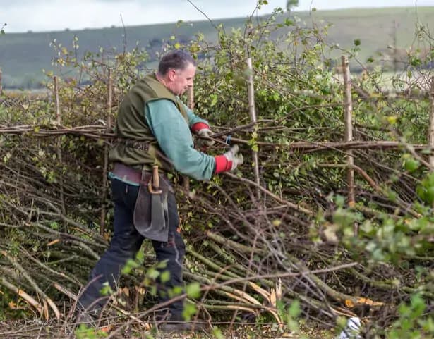 "Zérailüa", ou plessage de haies bocagères vives