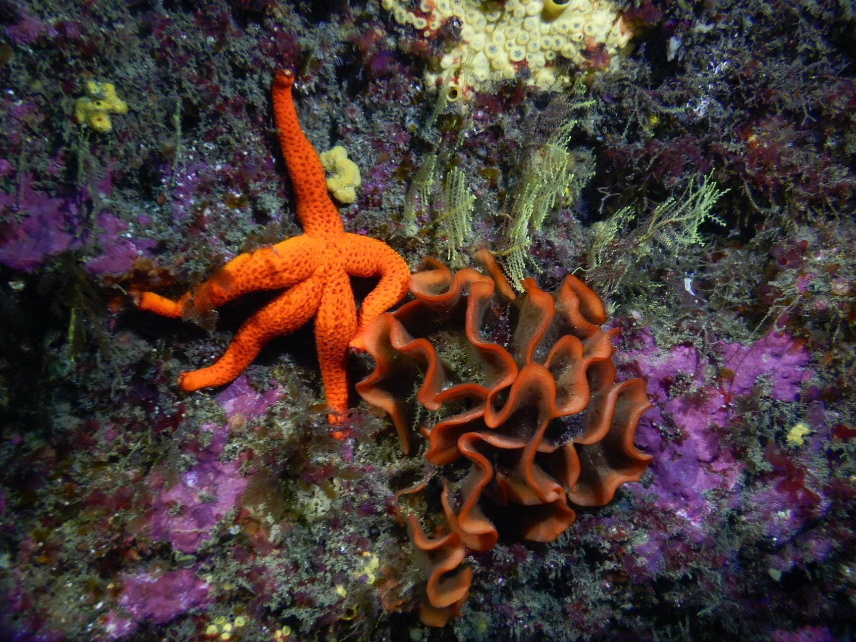 Plongée Planet Ocean