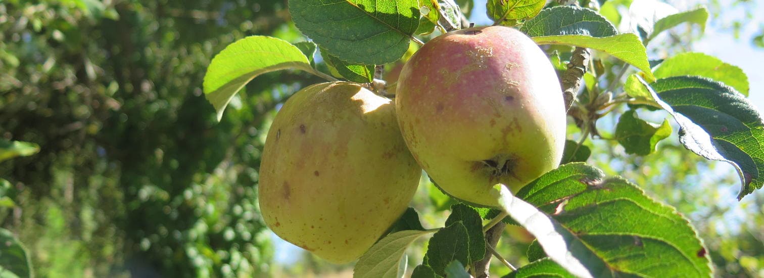 Pommes-correziennes