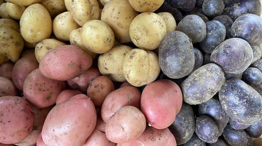 Pommes de terre