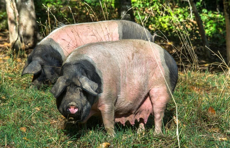 Porc-cul-noir-Nantiat-1