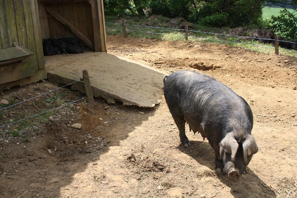 Porc gascon