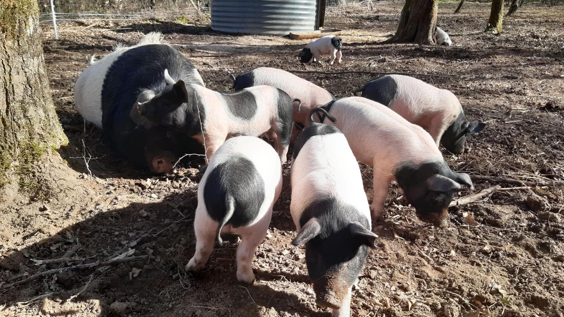 Porcs cul noir